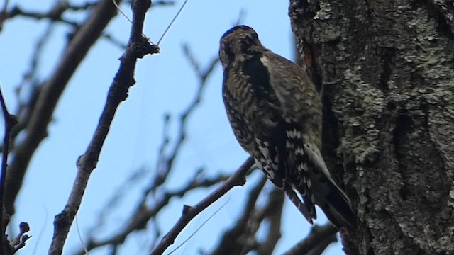 Дятел-смоктун жовточеревий - ML645002489