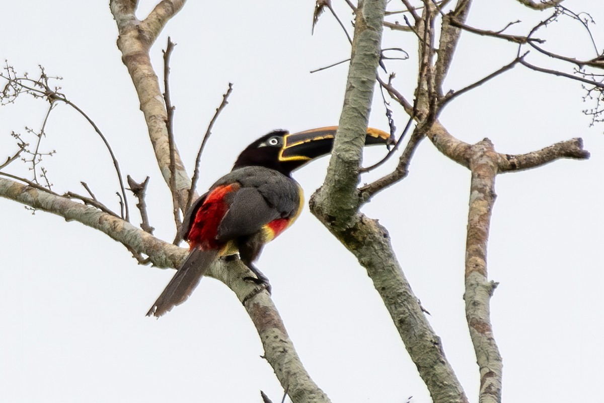 arassari hnědouchý - ML645002494