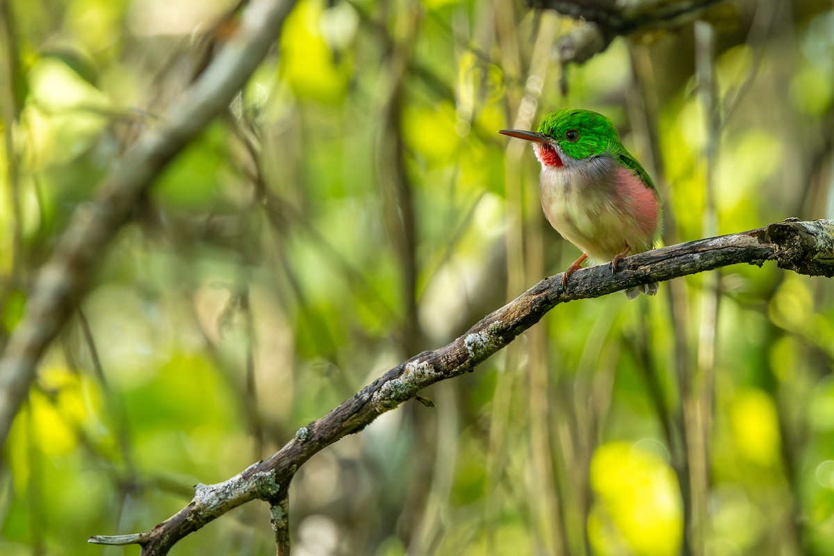 Broad-billed Tody - ML645002502