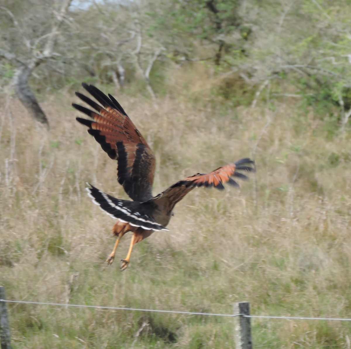 Busardo Sabanero - ML645002504