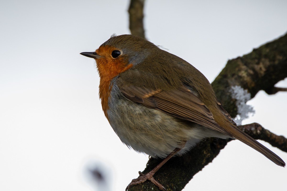 European Robin - ML645002505