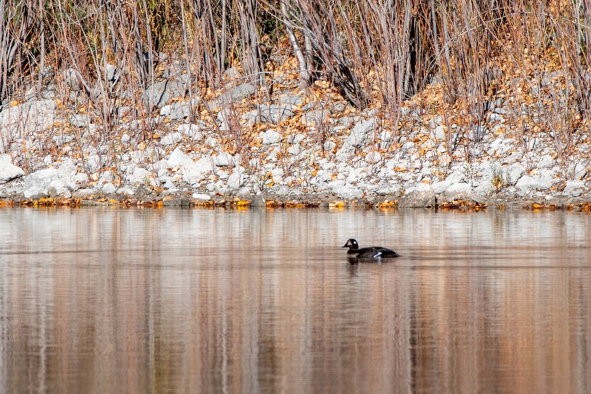 White-winged Scoter - ML645002508