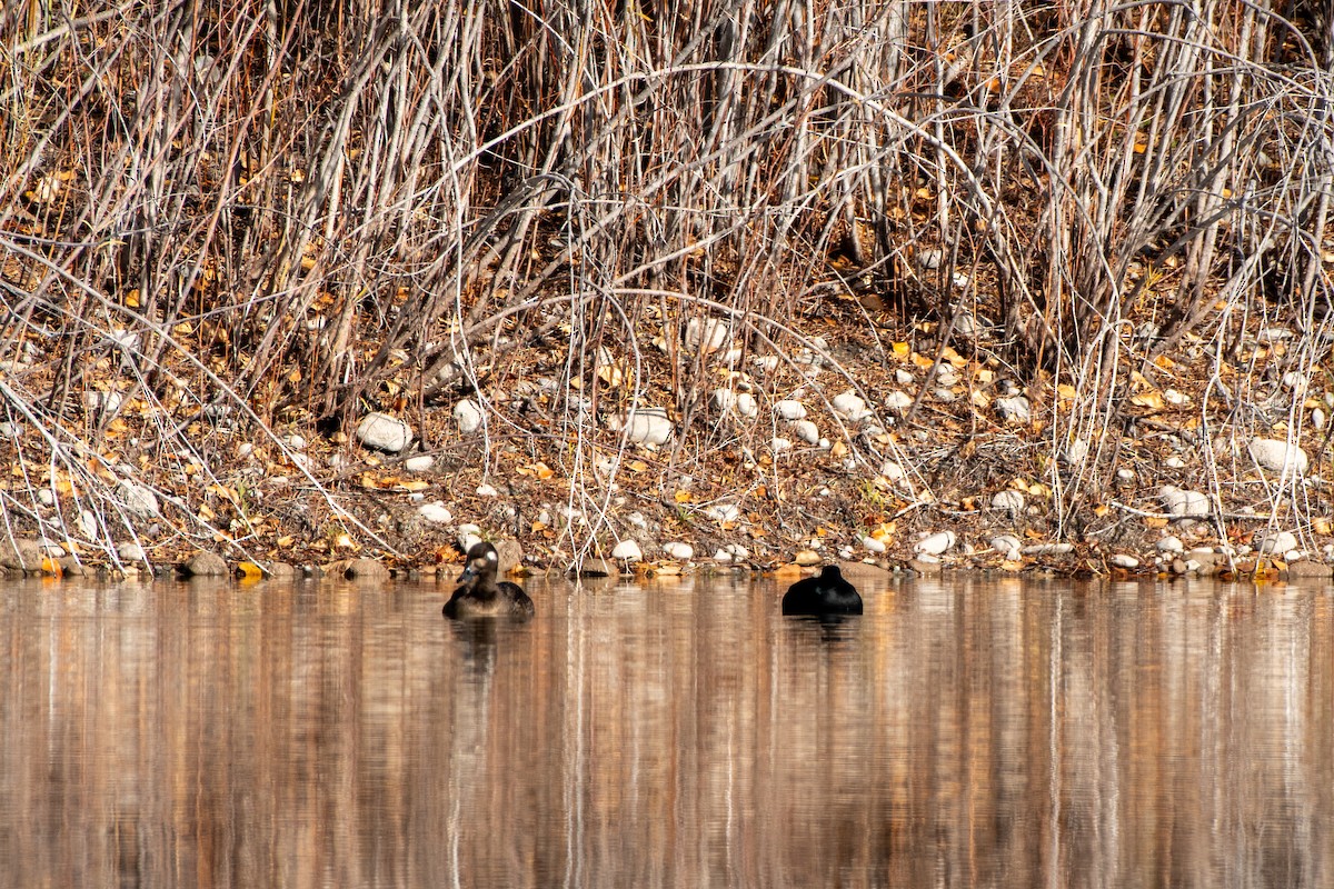 White-winged Scoter - ML645002509