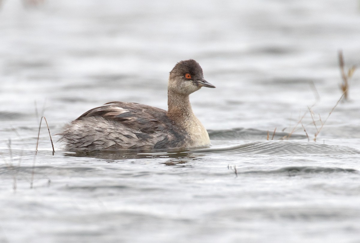 potápka černokrká - ML645002515