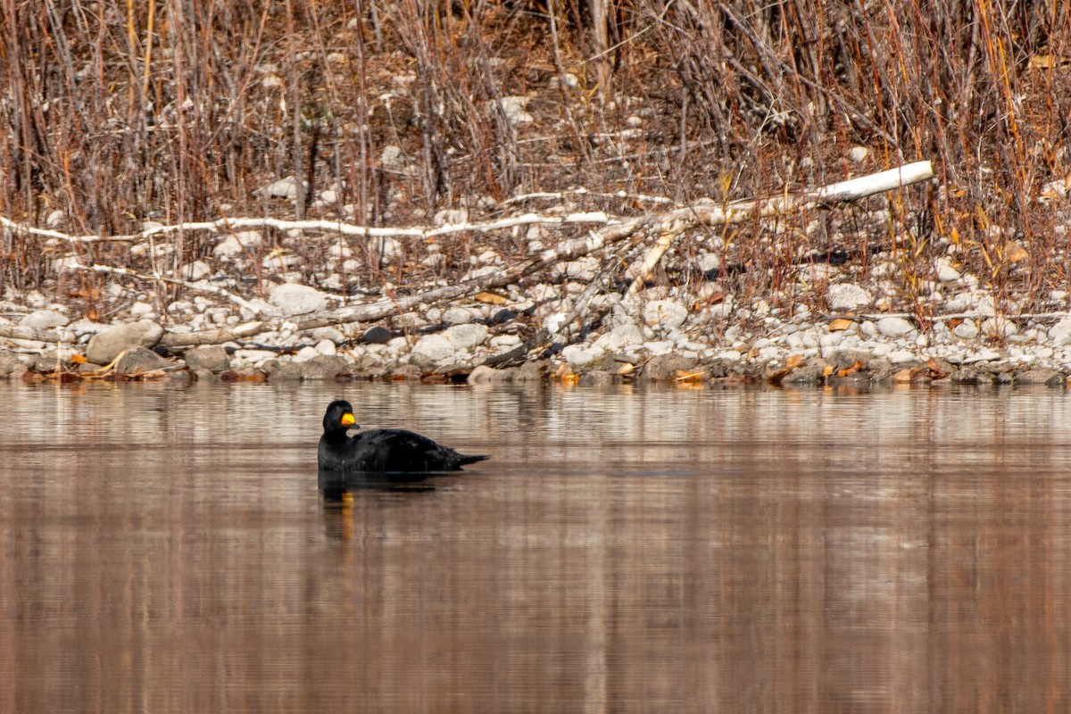 Black Scoter - ML645002519