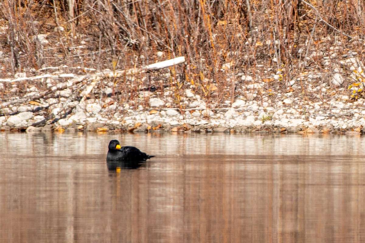 Black Scoter - ML645002520