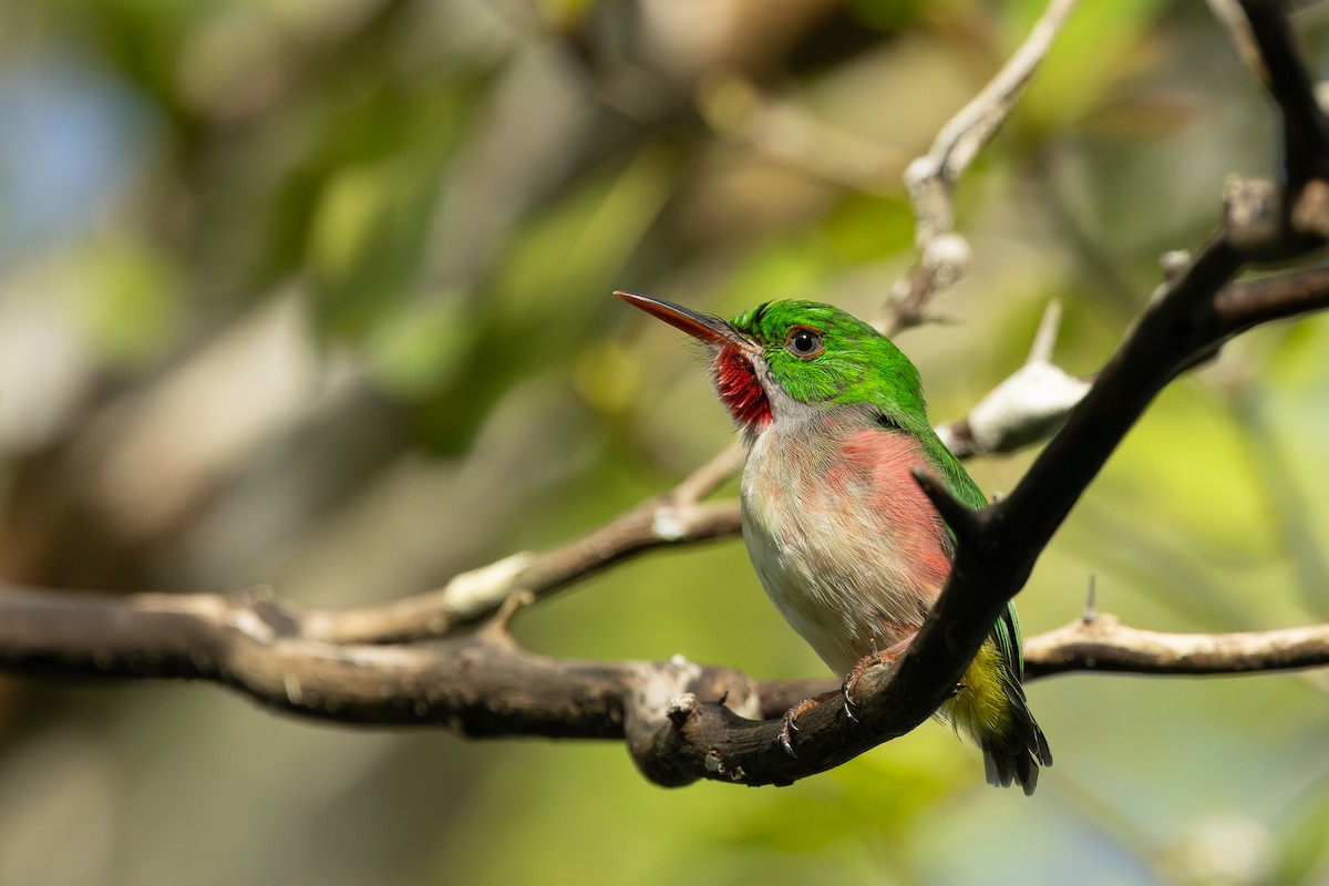 Broad-billed Tody - ML645002529