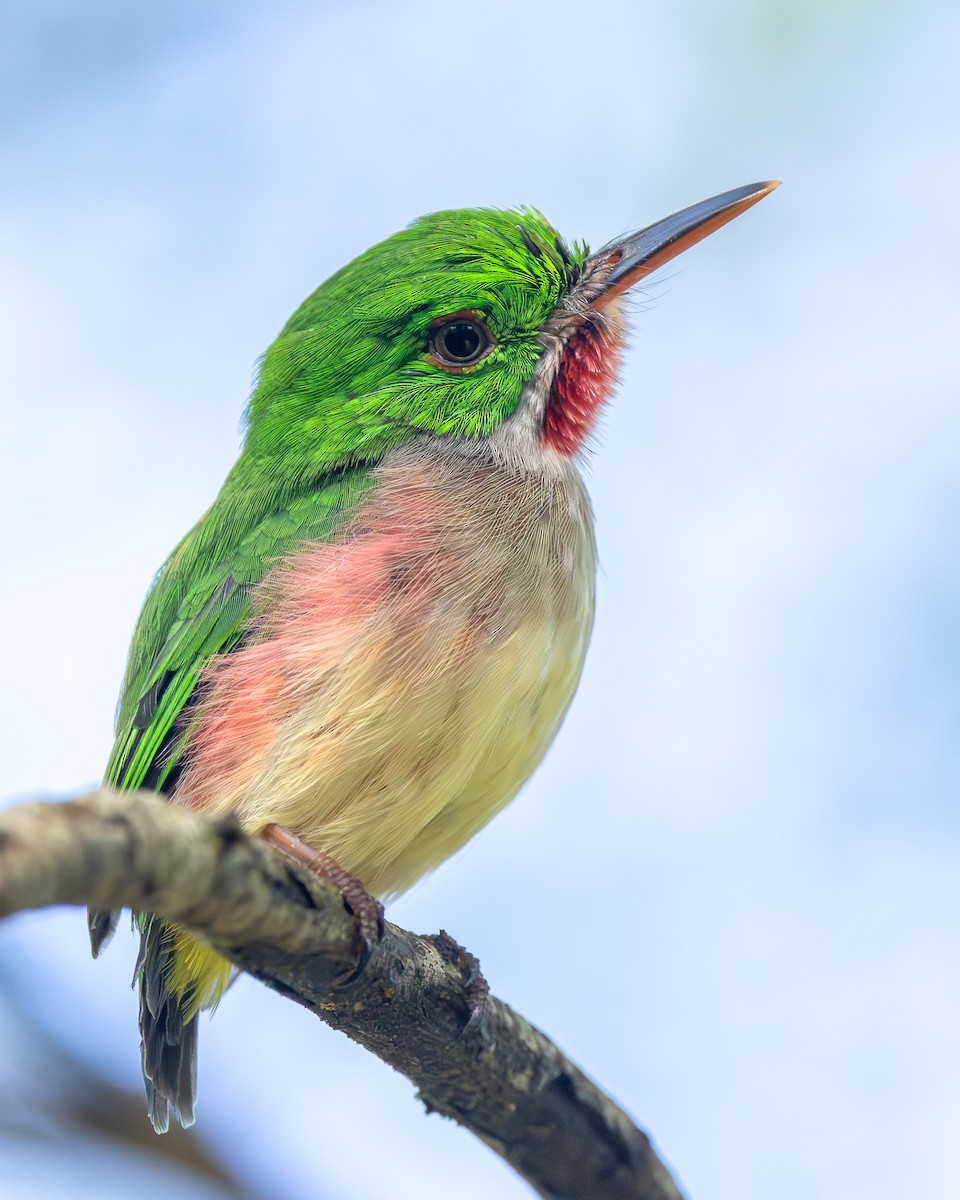 Broad-billed Tody - ML645002530