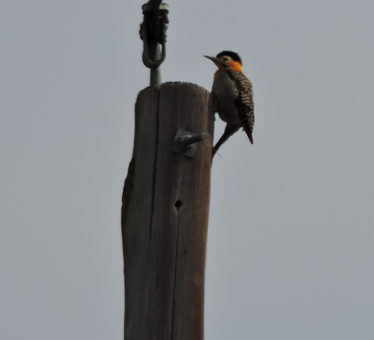 Campo Flicker - ML645002535