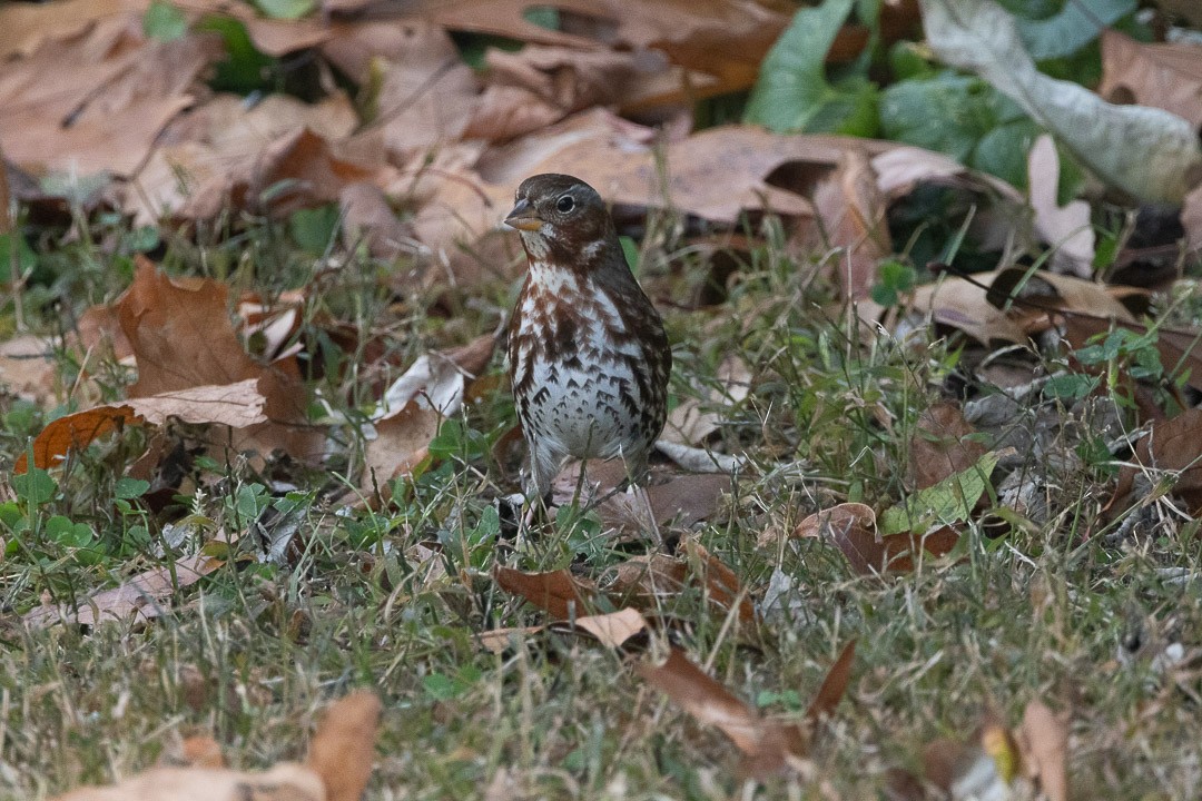 Fox Sparrow - ML645002540