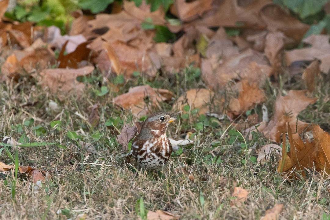 Fox Sparrow - ML645002541