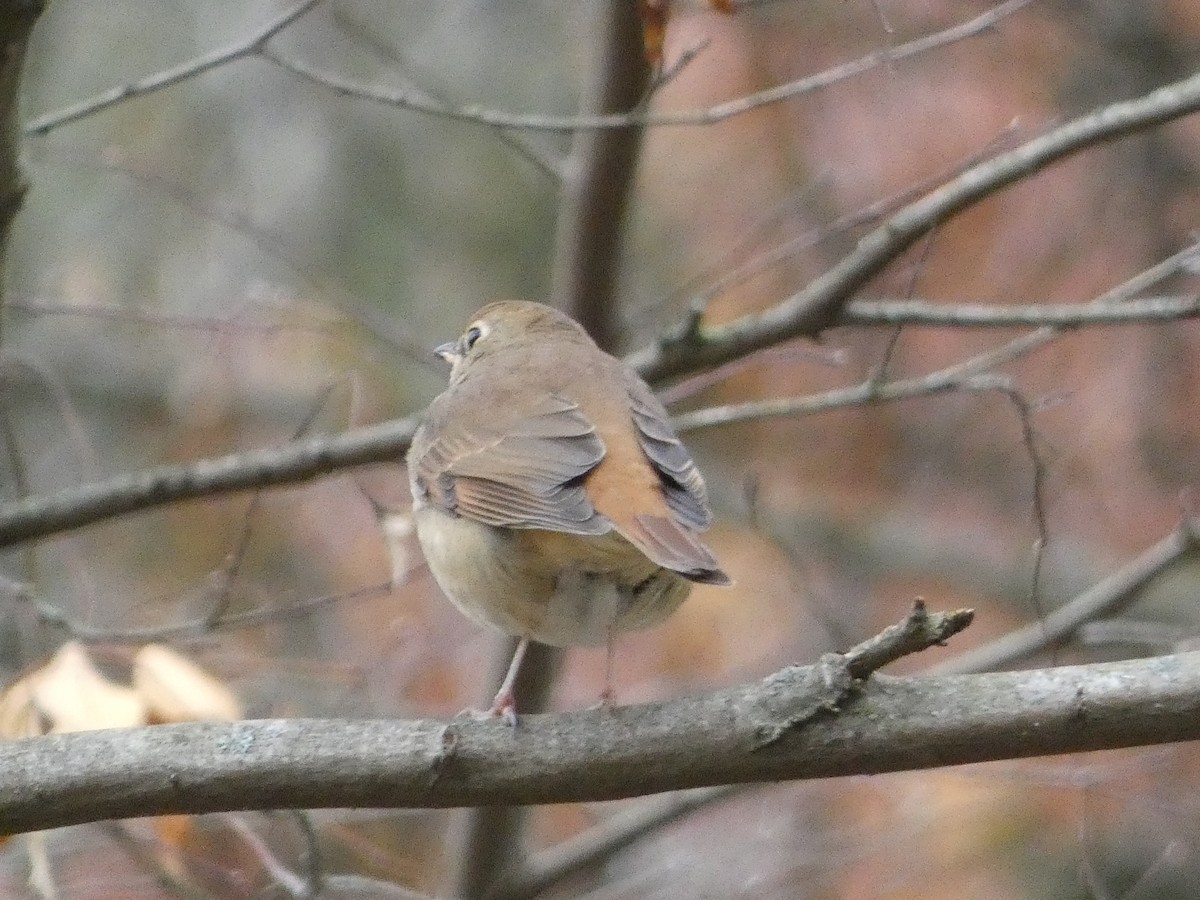 Hermit Thrush - ML645002542