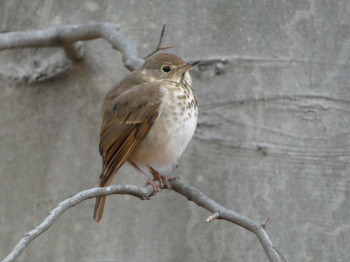 Hermit Thrush - ML645002543