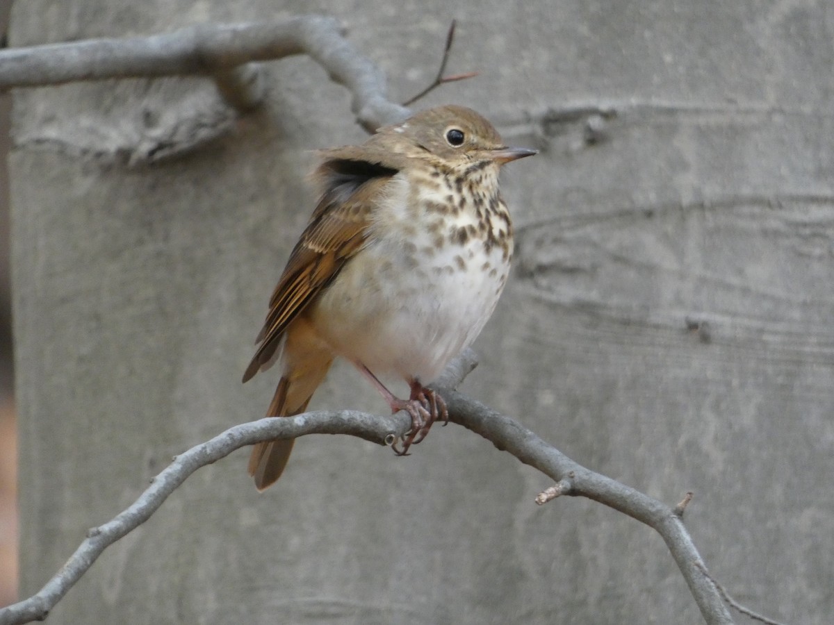 Hermit Thrush - ML645002548