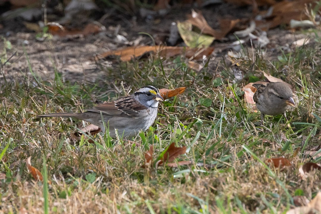 White-throated Sparrow - ML645002551