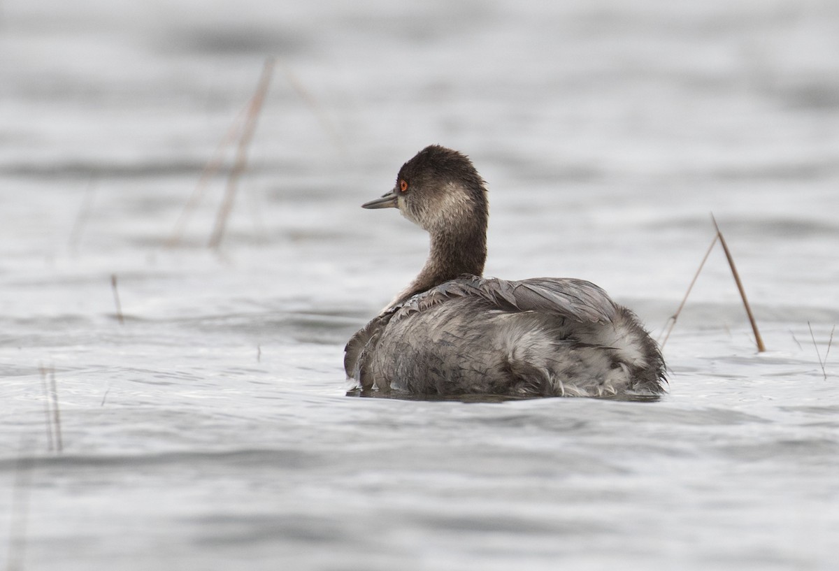 potápka černokrká - ML645002553