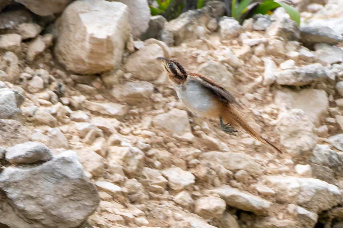 Striped Cuckoo - ML645002555