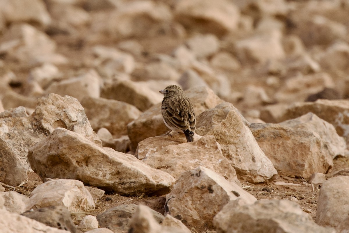 Alouette pispolette - ML645002560