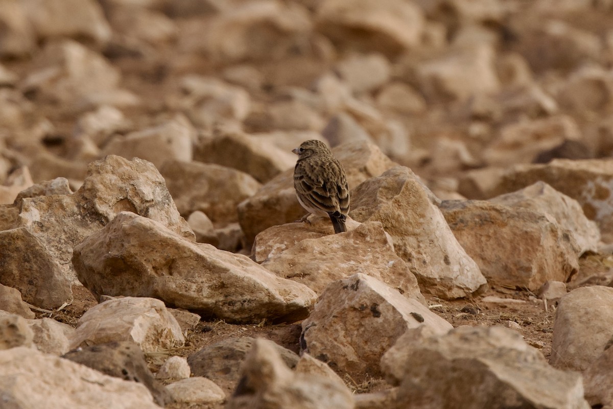 Alouette pispolette - ML645002561