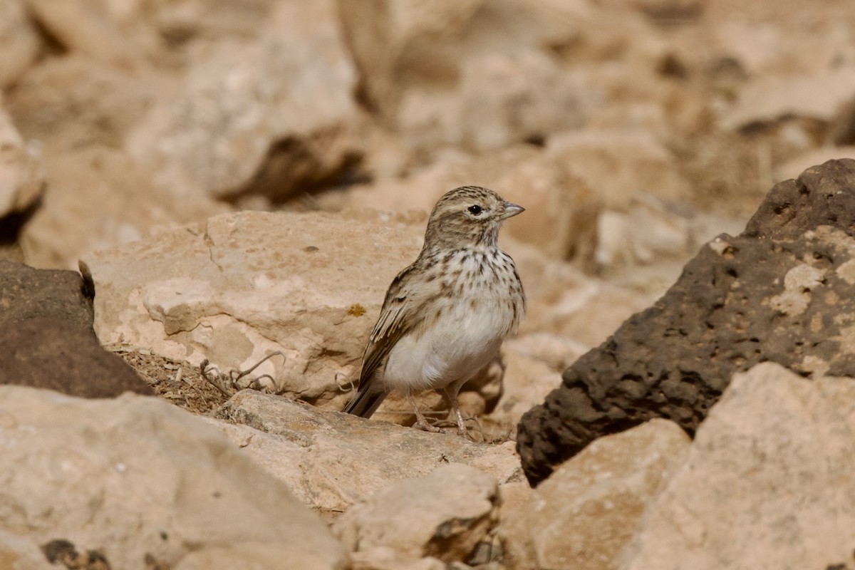 Alouette pispolette - ML645002562