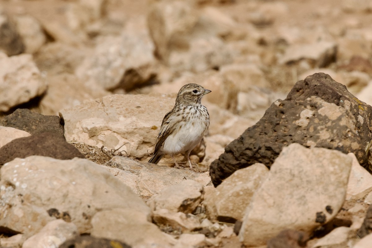 Alouette pispolette - ML645002563