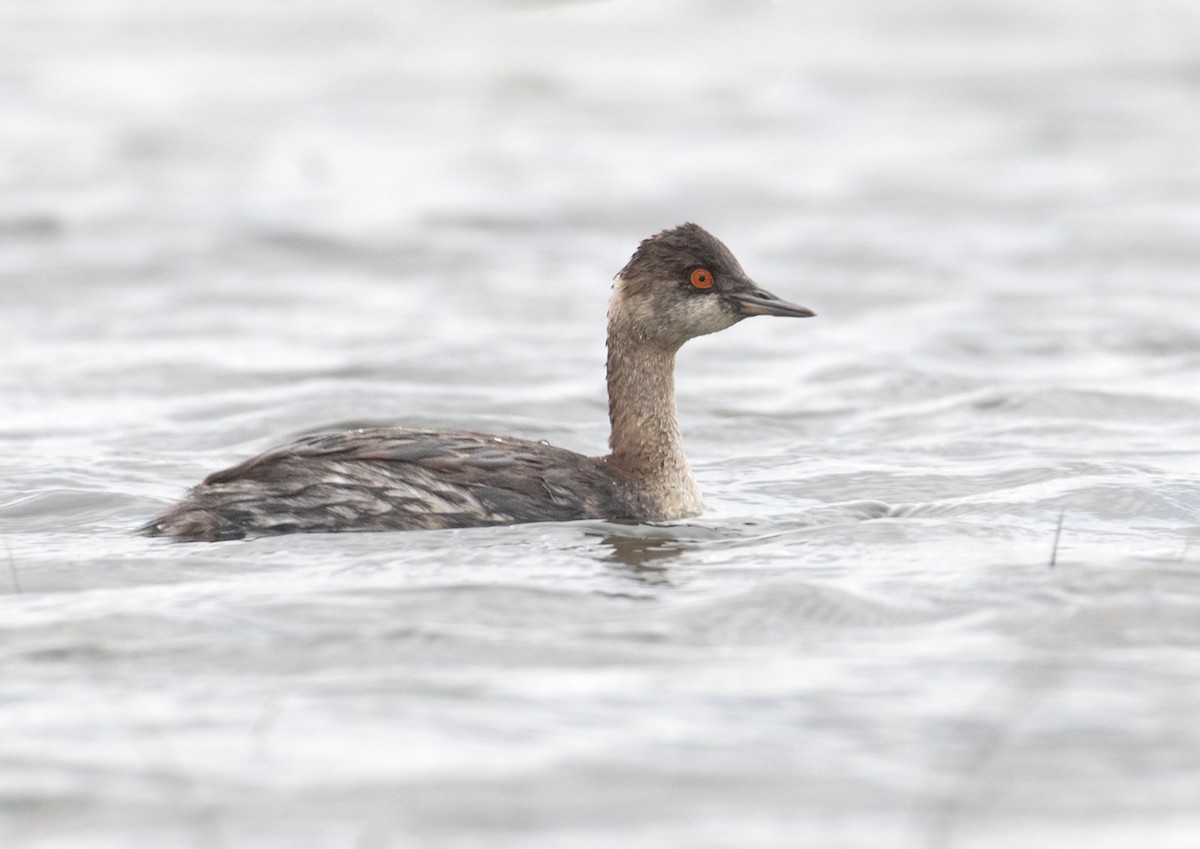 potápka černokrká - ML645002569