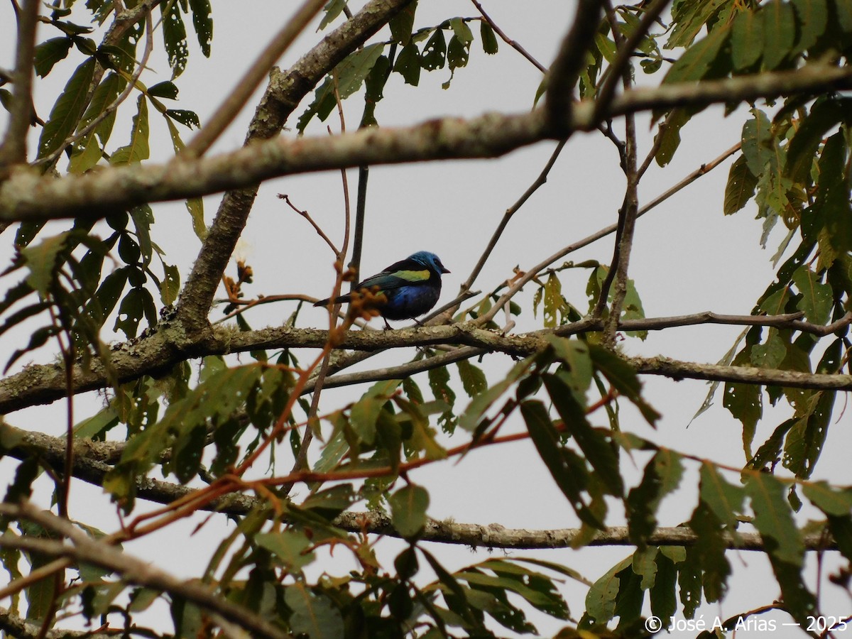 Blue-necked Tanager - ML645002579