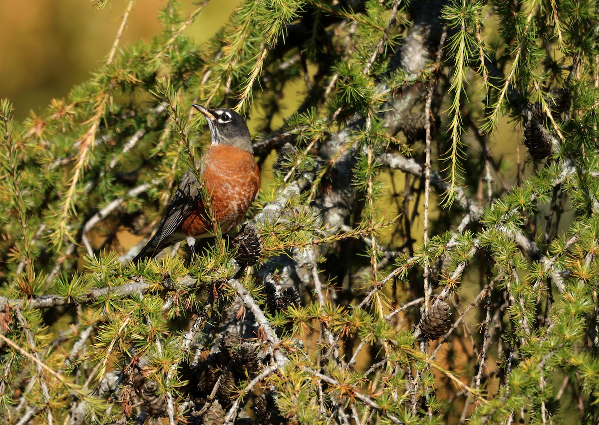 American Robin - ML645002612