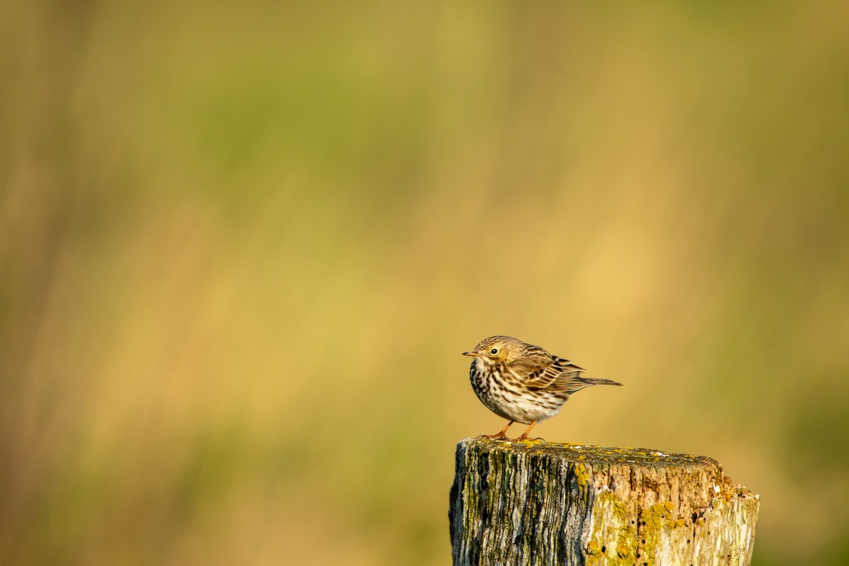 Meadow Pipit - ML645002613