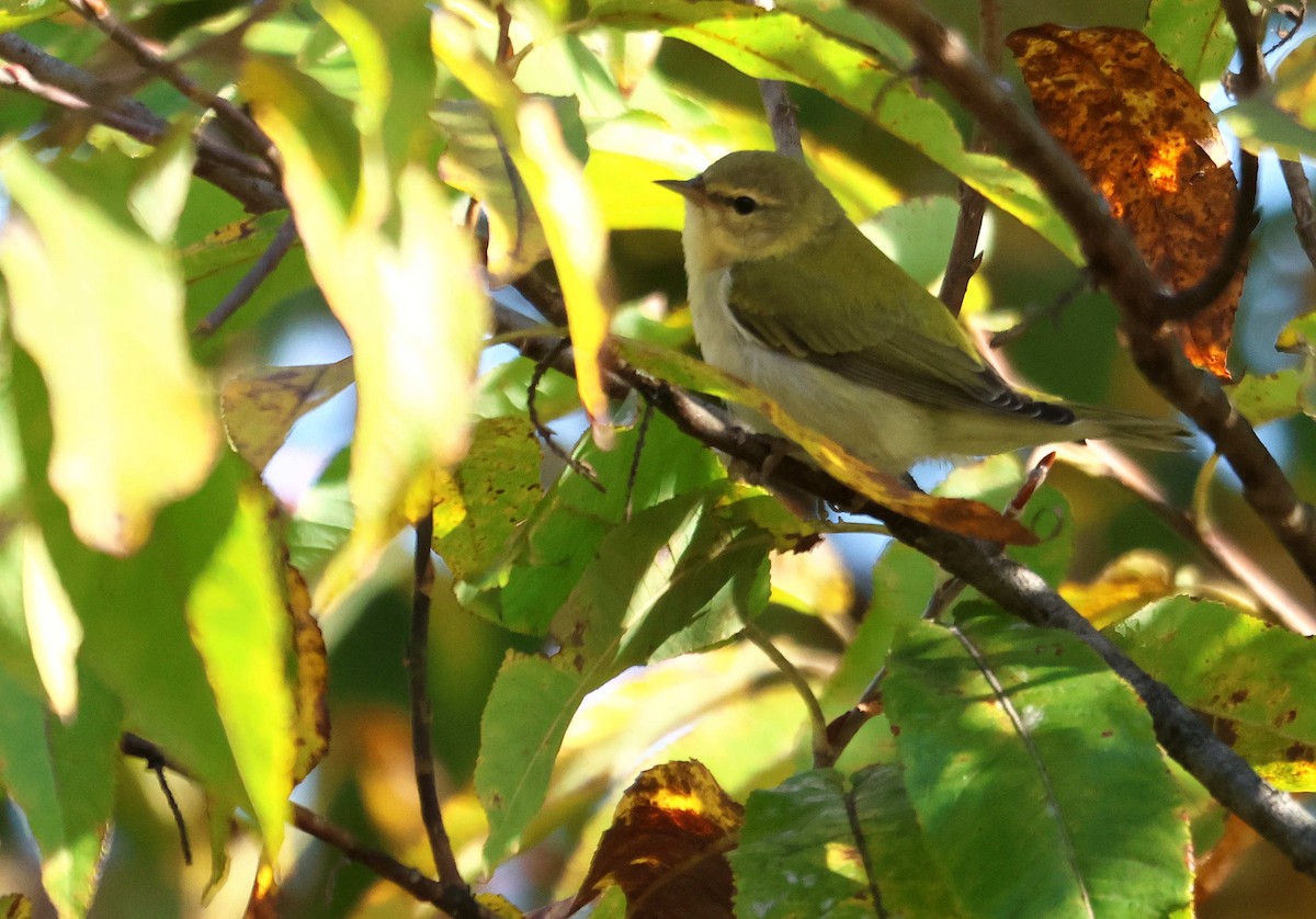 Tennessee Warbler - ML645002620