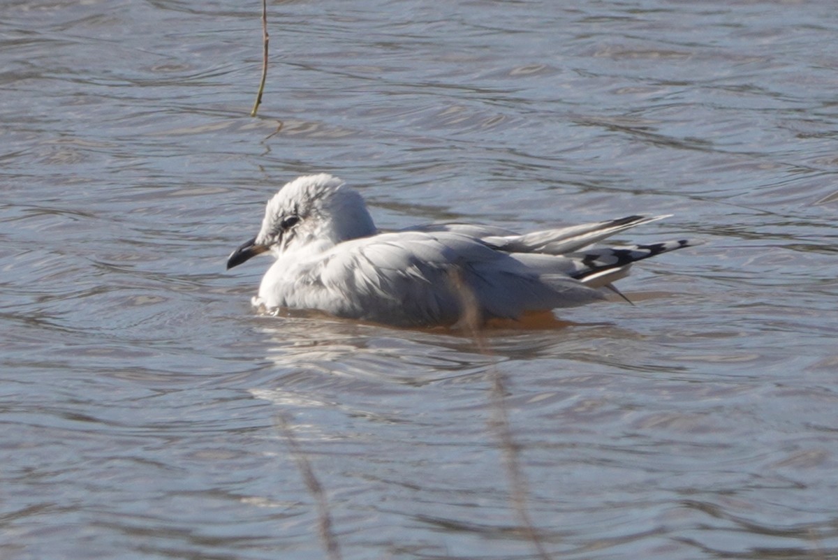 ニシズグロカモメ - ML645002625