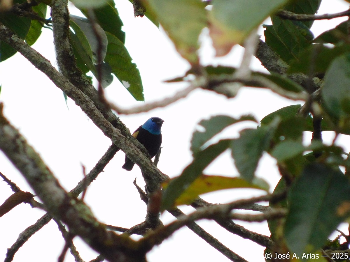 Blue-necked Tanager - ML645002629