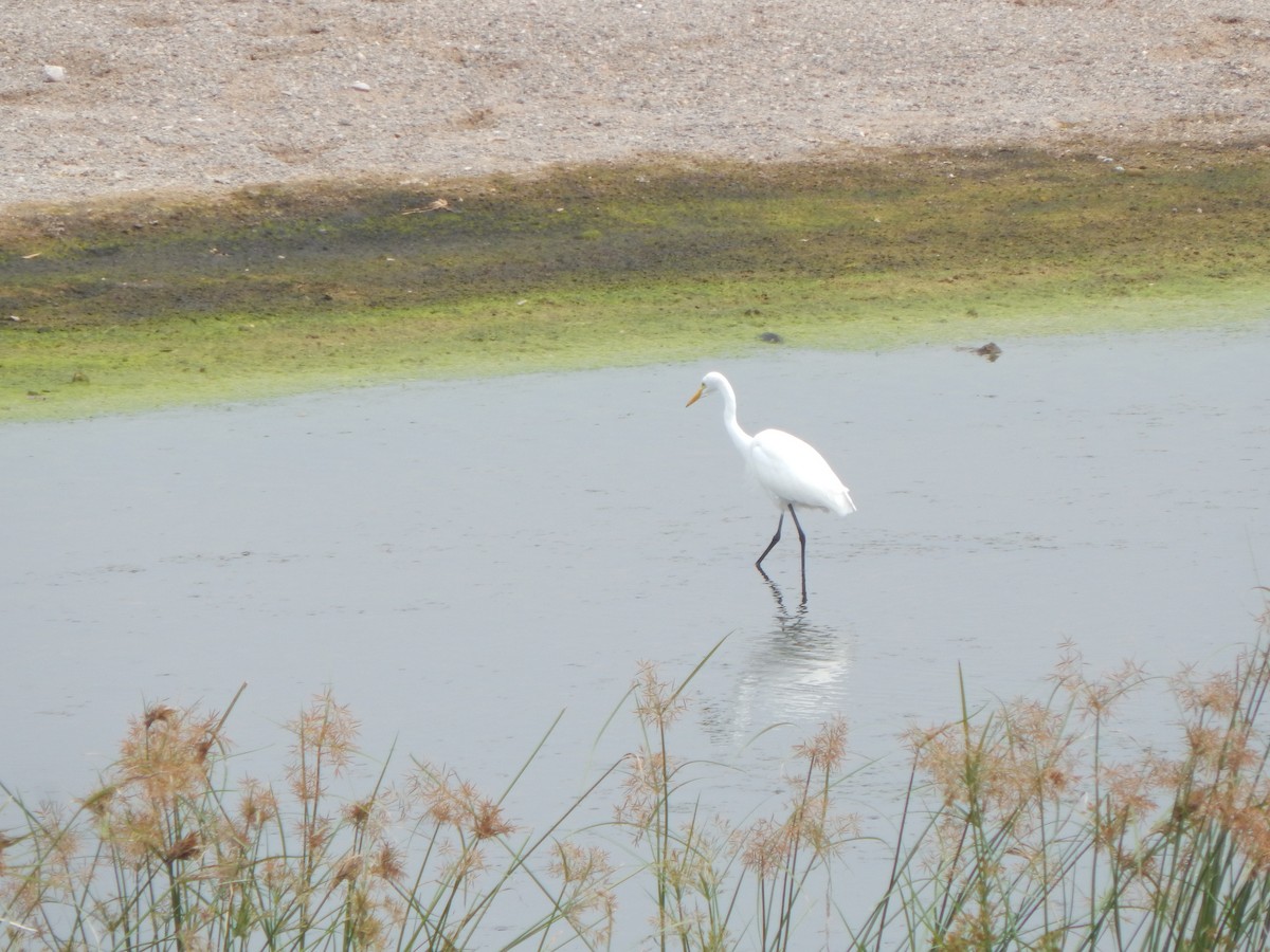 Great Egret - ML645002631