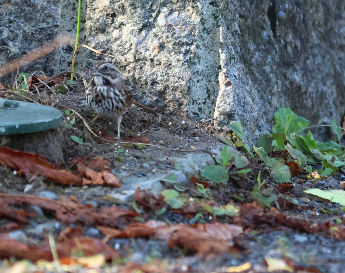 Song Sparrow - ML645002647