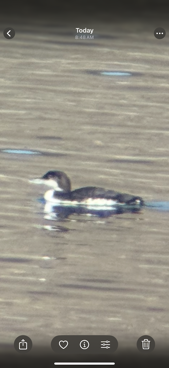 Common Loon - ML645002650