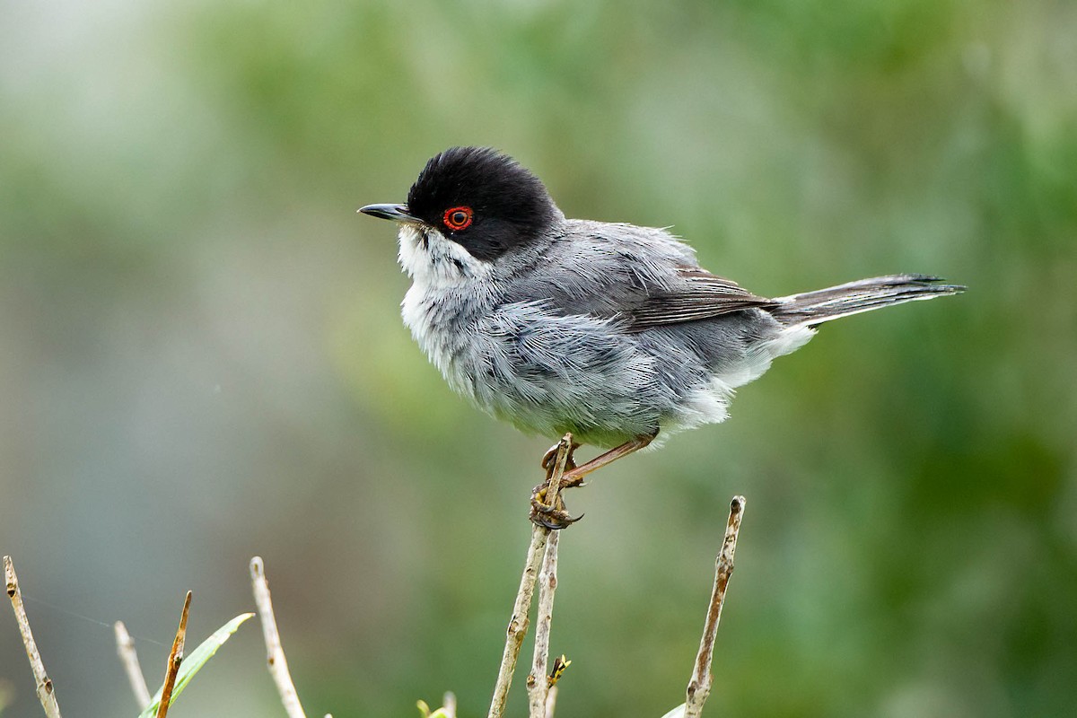 Sardinian Warbler - ML645002653