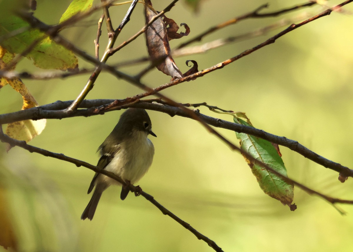 Ruby-crowned Kinglet - ML645002656