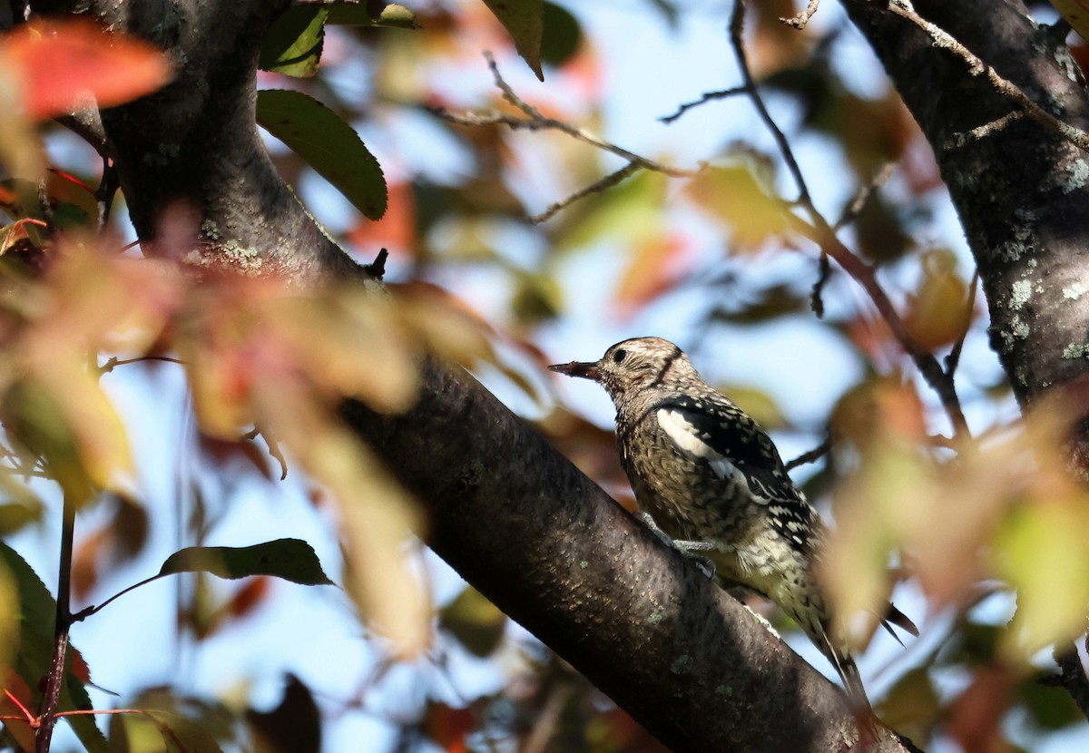 Yellow-bellied Sapsucker - ML645002660