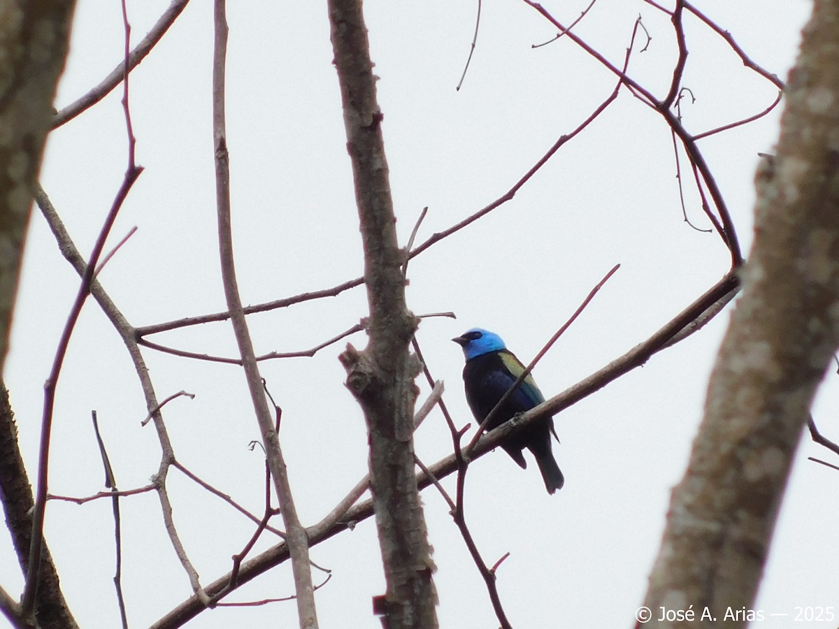 Blue-necked Tanager - ML645002663
