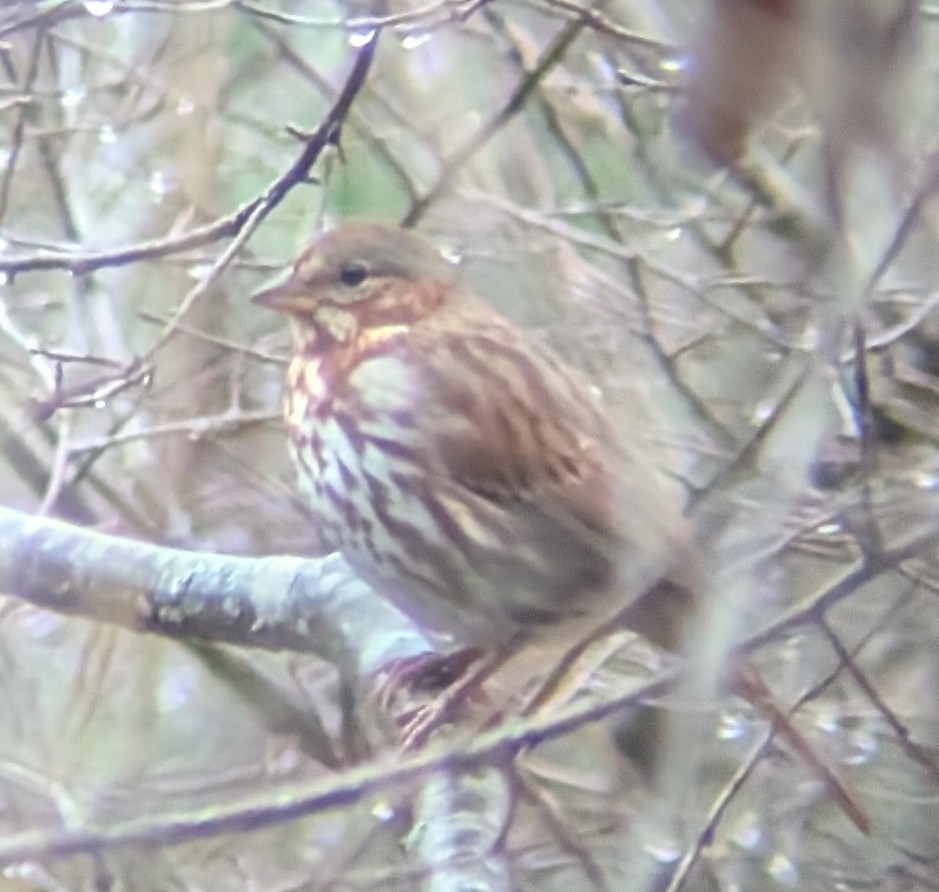 Fox Sparrow (Red) - ML645002671