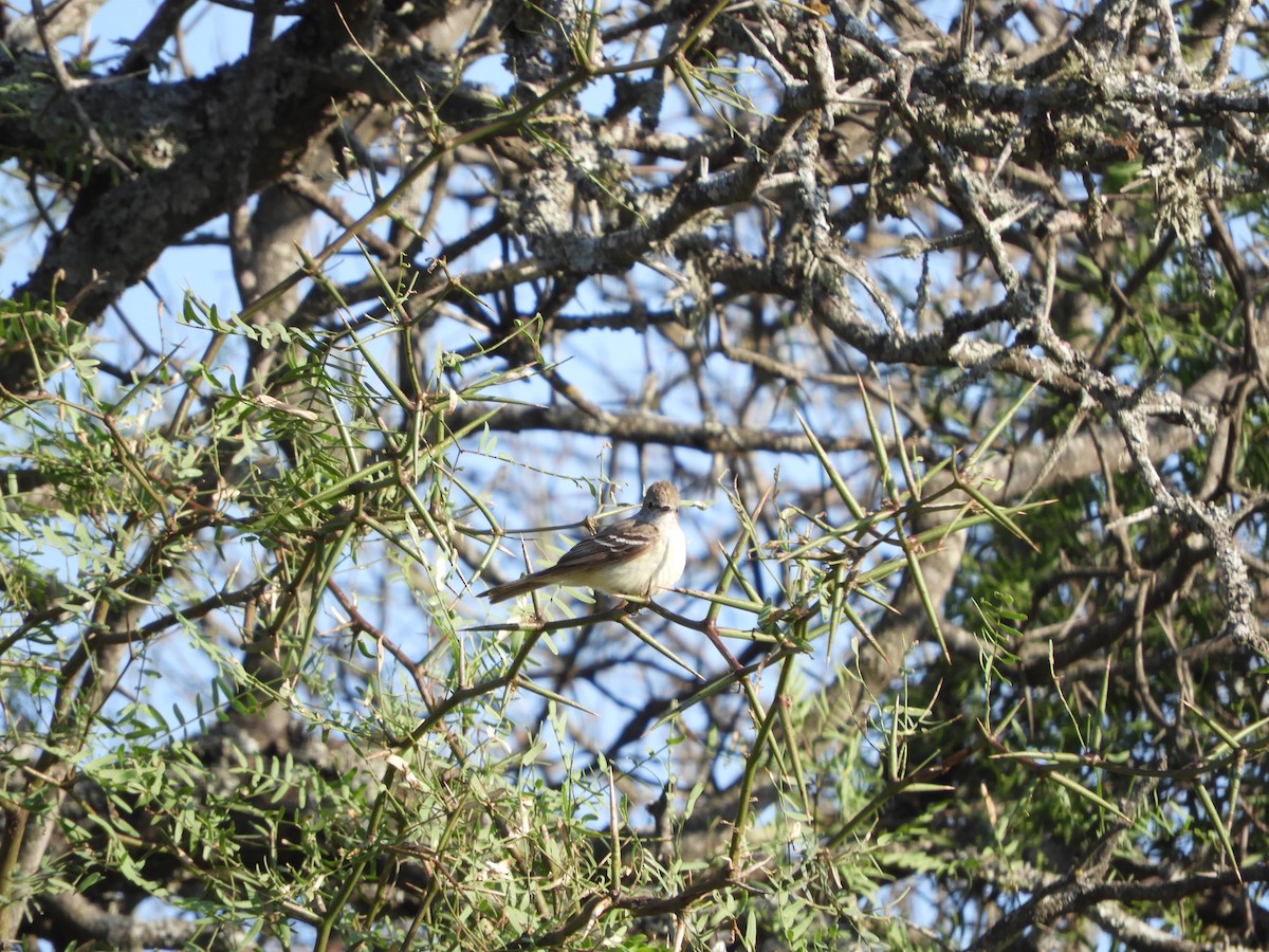 Southern Scrub-Flycatcher - ML645002683