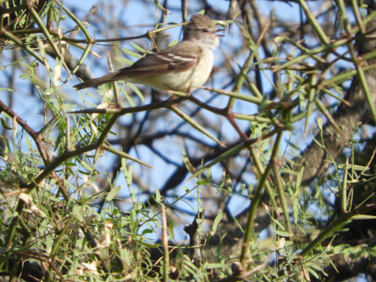 Southern Scrub-Flycatcher - ML645002684