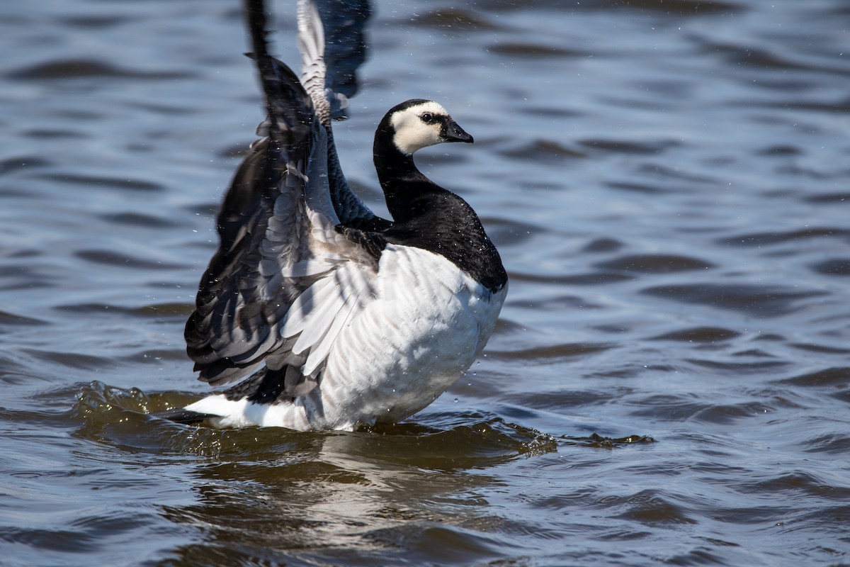 Barnacle Goose - ML645002687