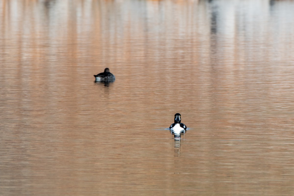 Barrow's Goldeneye - ML645002691
