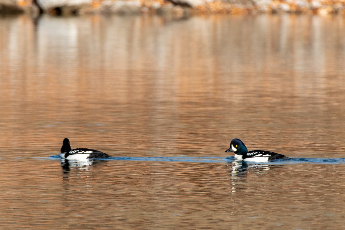 Barrow's Goldeneye - ML645002692