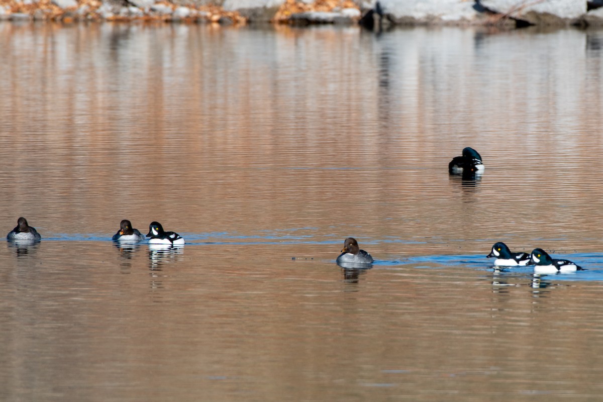 Barrow's Goldeneye - ML645002693