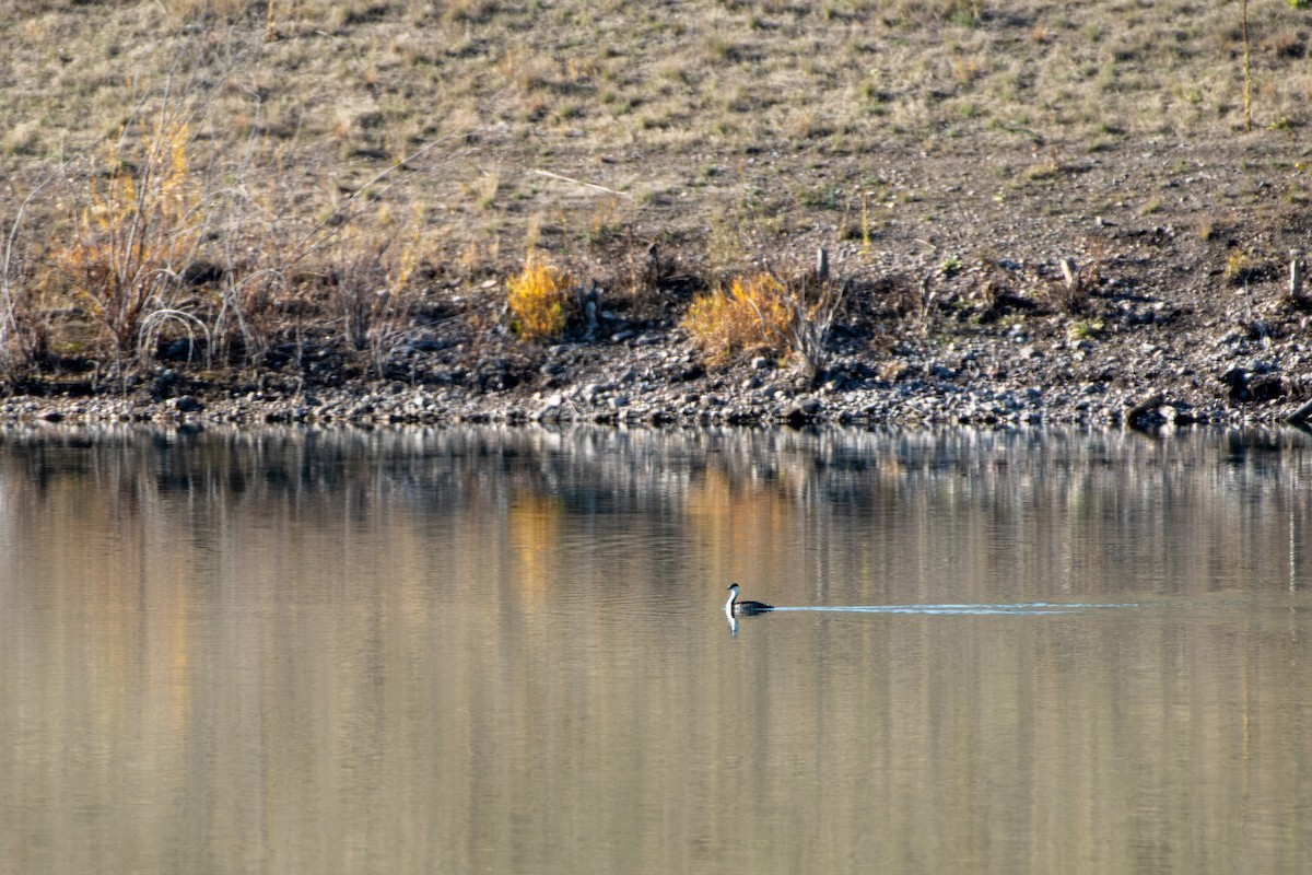 Western Grebe - ML645002700