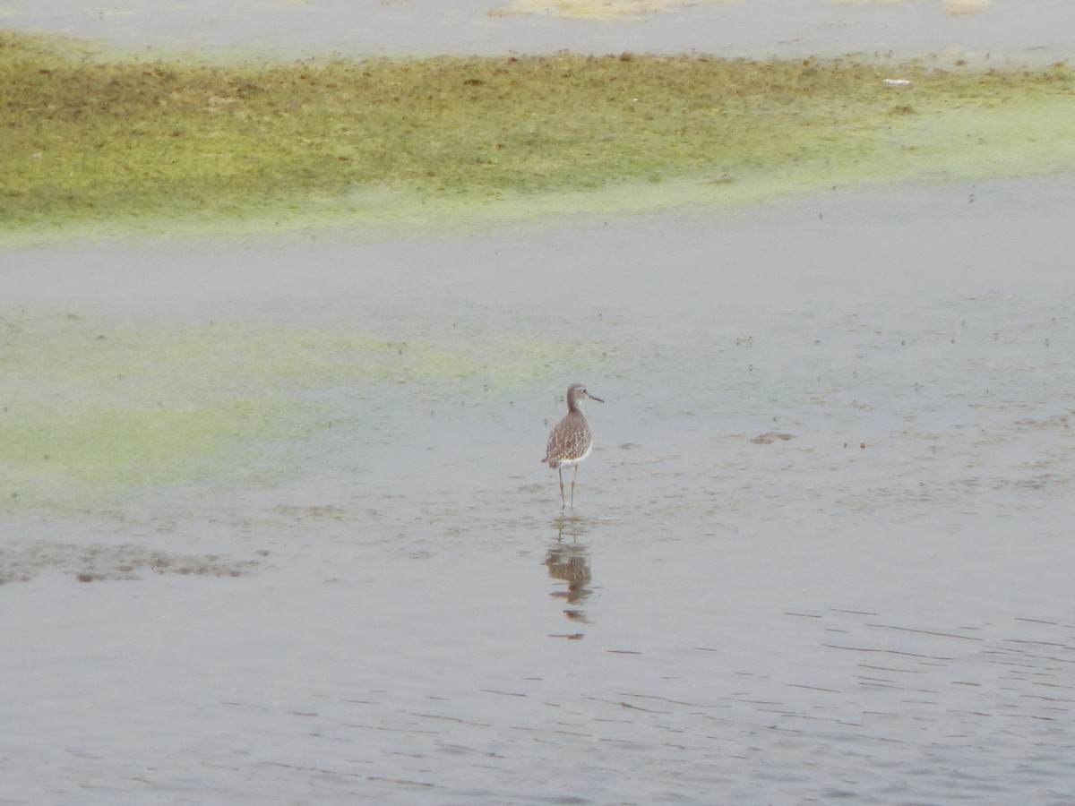 Common Sandpiper - ML645002706