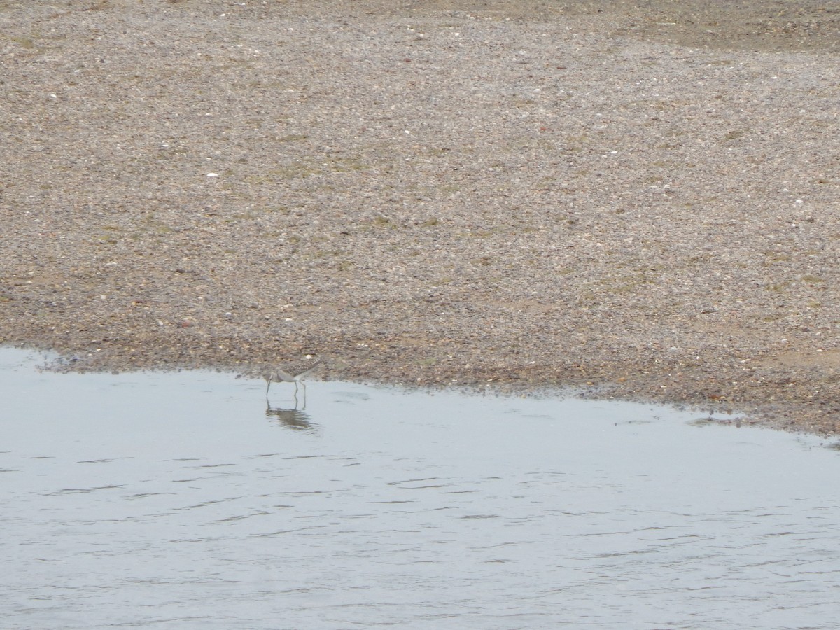 Common Sandpiper - ML645002713