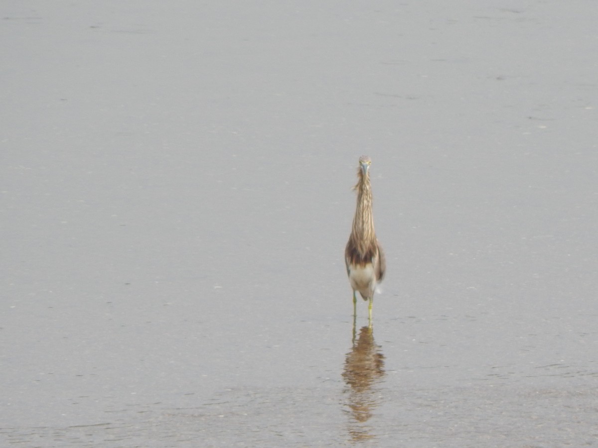 Hint Alaca Balıkçılı - ML645002719